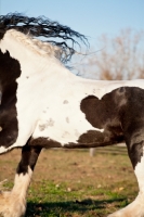 Picture of Gypsy Vanner close up