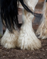 Picture of Gypsy Vanner feathered hoofs