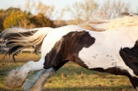 Picture of Gypsy Vanner galloping