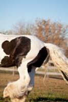 Picture of Gypsy Vanner hind legs