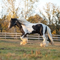 Picture of Gypsy Vanner in field