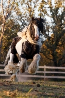 Picture of Gypsy Vanner in motion