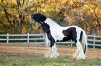 Picture of Gypsy Vanner neighing