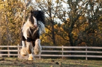 Picture of Gypsy Vanner running in field in autumn