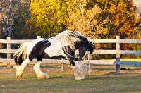 Picture of Gypsy Vanner running in field
