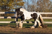 Picture of Gypsy Vanner running in field