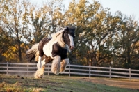 Picture of Gypsy Vanner running in field