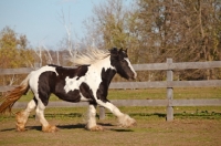 Picture of Gypsy Vanner running in field