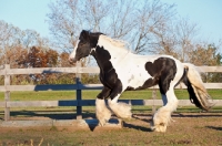 Picture of Gypsy Vanner running