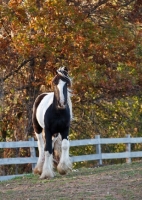 Picture of Gypsy Vanner standing in field