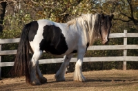 Picture of Gypsy Vanner standing near fence