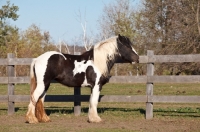 Picture of Gypsy Vanner standing near fence