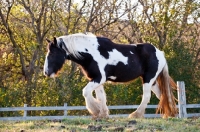 Picture of Gypsy Vanner walking in field