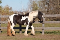 Picture of Gypsy Vanner walking near fence