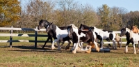 Picture of Gypsy Vanners running together