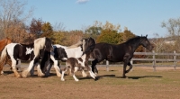 Picture of Gypsy Vanners together in field