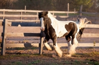 Picture of Gypsy Vanner