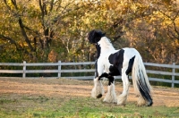 Picture of Gypsy Vanner