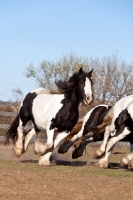 Picture of Gypsy Vanner