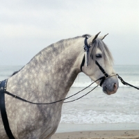 Picture of hacendoso 1X, Andalusian Horse head and shoulders 