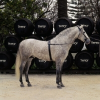 Picture of hacendoso 1X, Andalusian Horse with sherry barrels at terry bodega 