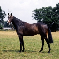 Picture of hack horse 