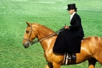 Picture of hack ridden side saddle