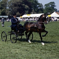Picture of Hackney Pony in driving competition
