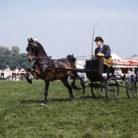 Picture of Hackney Pony in driving competition