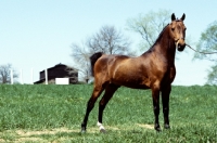 Picture of Hackney Pony stallion in USA