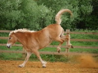 Picture of Haflinger bucking