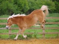 Picture of Haflinger bucking