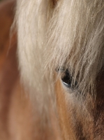 Picture of Haflinger close up