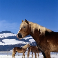 Picture of Haflinger colt in group standing in snow