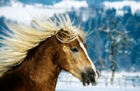 Picture of haflinger colt in play fight, close up