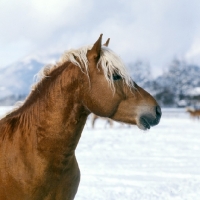Picture of Haflinger colt in winter, head and shoulders