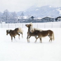 Picture of Haflinger colt kicking two others in the snow