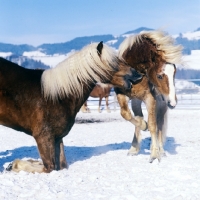Picture of Haflinger colt on his knees taking a nip out of another in play fight 