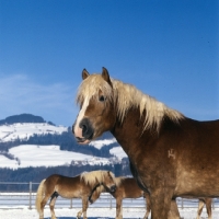 Picture of Haflinger colt portrait with others playing behind in snow