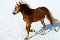 Picture of haflinger colt running on snow in austria