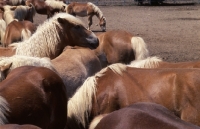 Picture of Haflinger colts close up 