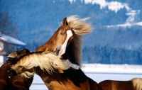 Picture of haflinger colts play fighting
