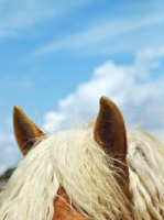 Picture of Haflinger ears