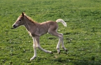 Picture of Haflinger foal cantering