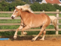 Picture of Haflinger galloping