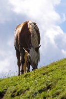Picture of Haflinger grazing on hill