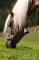 Picture of Haflinger grazing