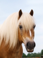 Picture of Haflinger headshot 