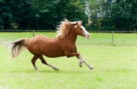 Picture of Haflinger horse cantering in green field
