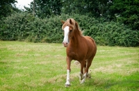 Picture of Haflinger horse cantering in green field